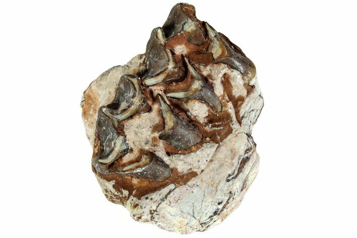 Oreodont (Merycoidodon) Jaw Section - South Dakota #215888